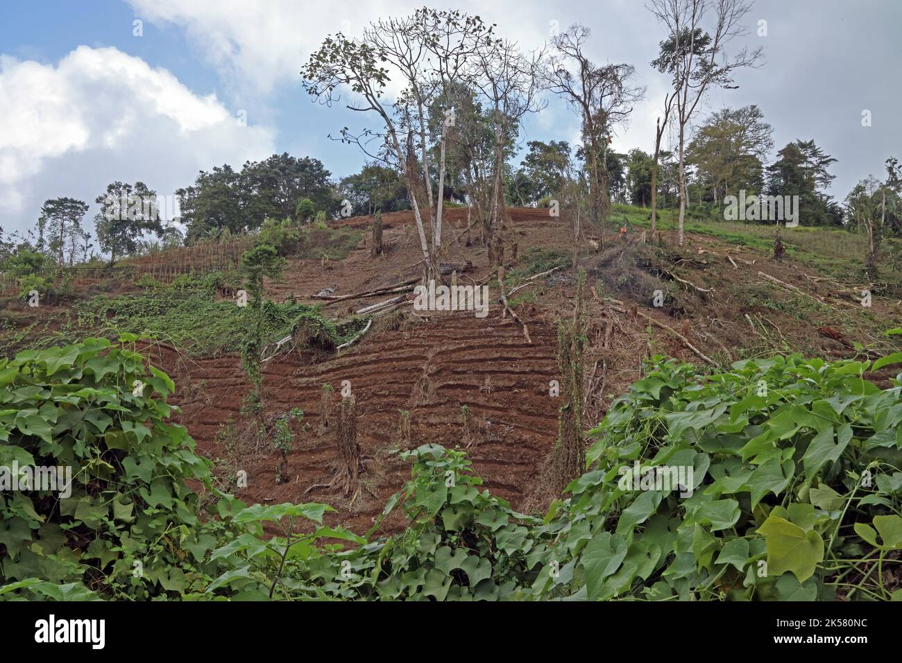 L'agriculture à flanc de coteau a récemment été débarrassée de la forêt tropicale de Macambara, Sao Tomé, Sao Tomé-et-principe, Afrique. Septembre Banque D'Images