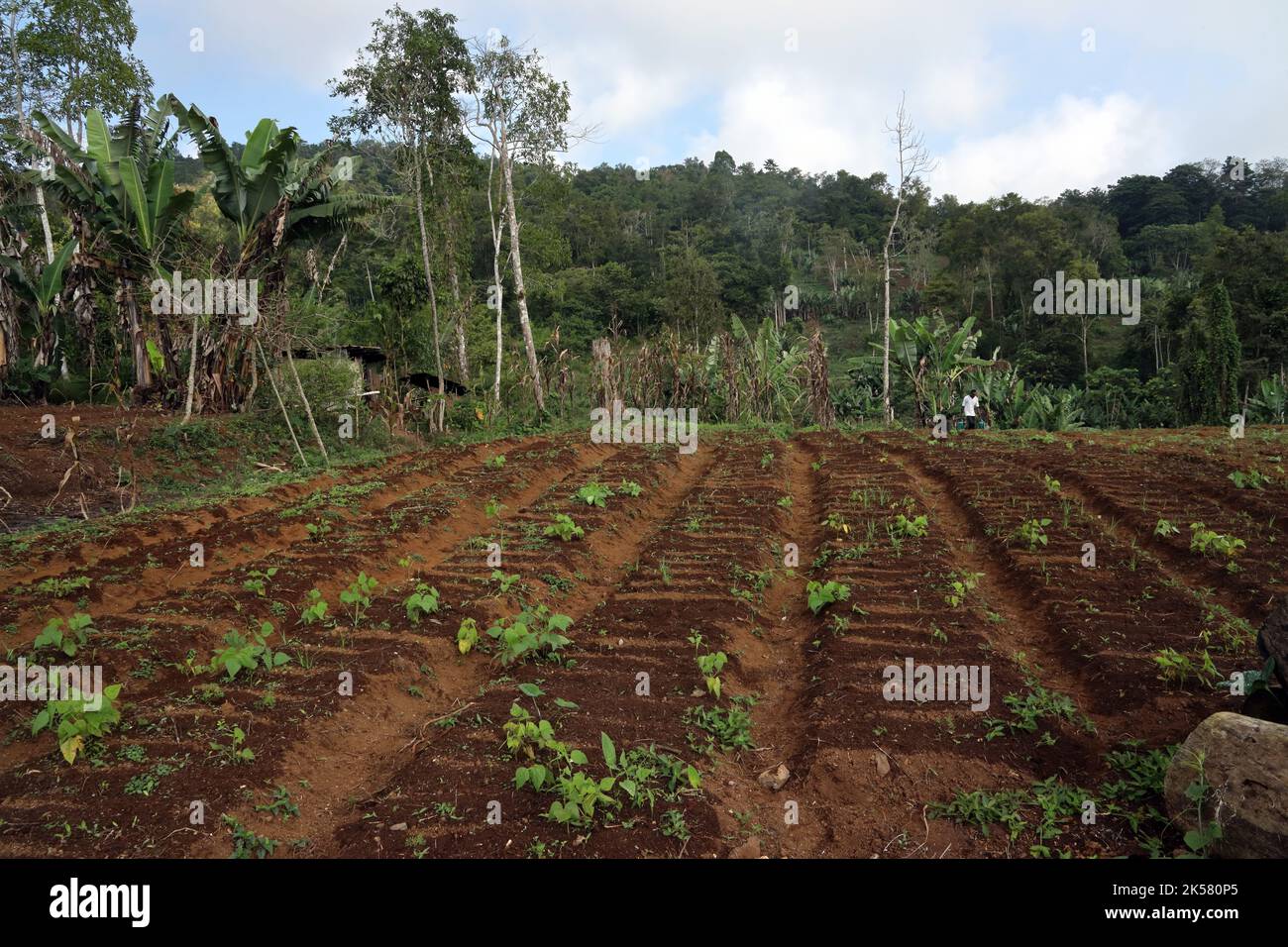L'agriculture à flanc de coteau a récemment été débarrassée de la forêt tropicale de Macambara, Sao Tomé, Sao Tomé-et-principe, Afrique. Septembre Banque D'Images