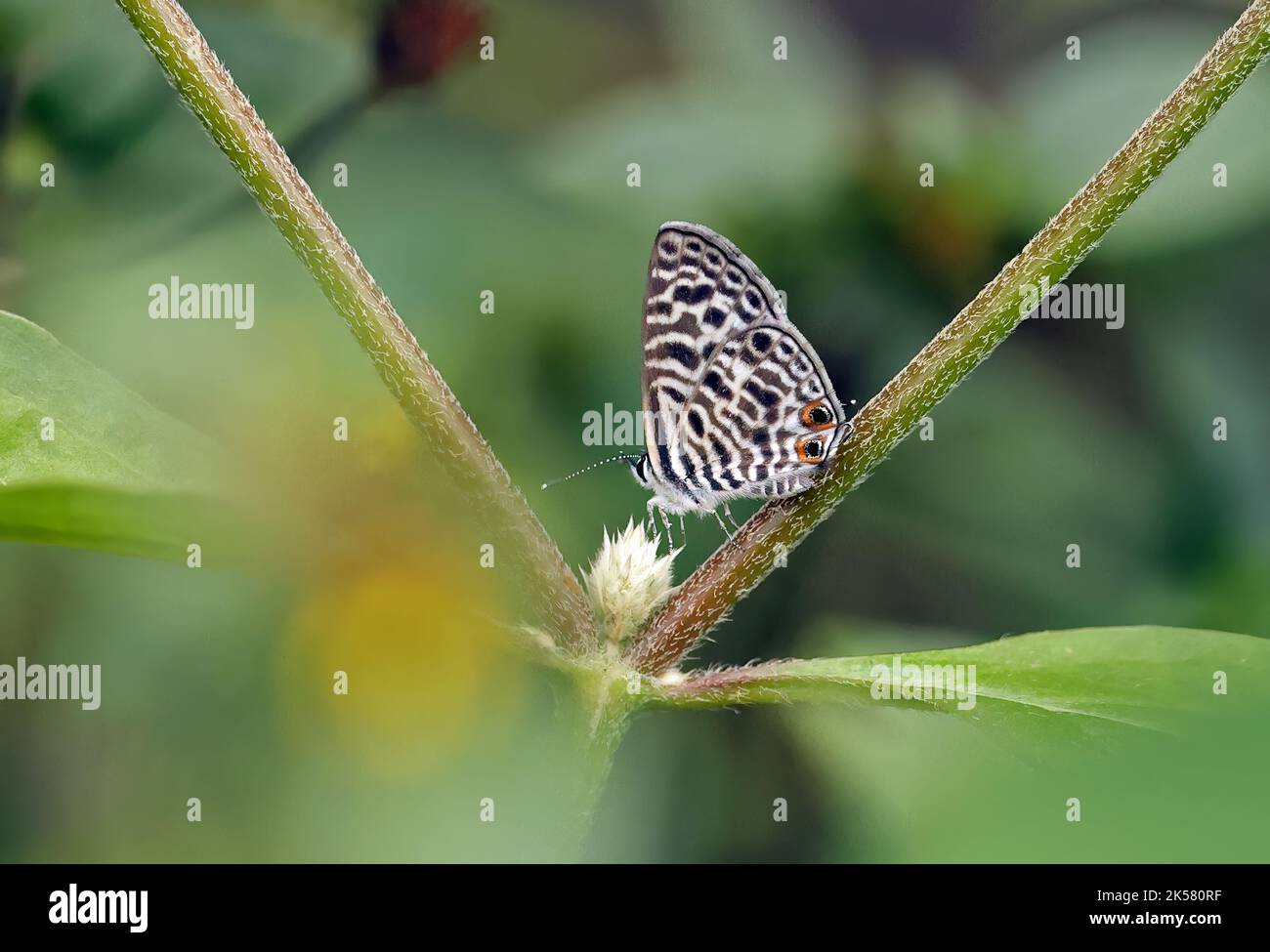 Lang's Short-Tent Blue Butterfly (Leptoted Pirithous) adulte se nourrissant à la fleur Sao Tomé, Sao Tomé-et-principe, Afrique. Septembre Banque D'Images