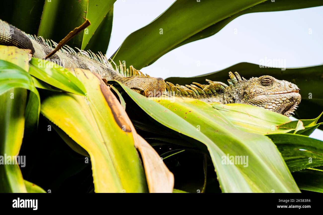 Iguana verte dormant sur un arbre dans le parc Seminario, Guayaquil, Equateur Banque D'Images