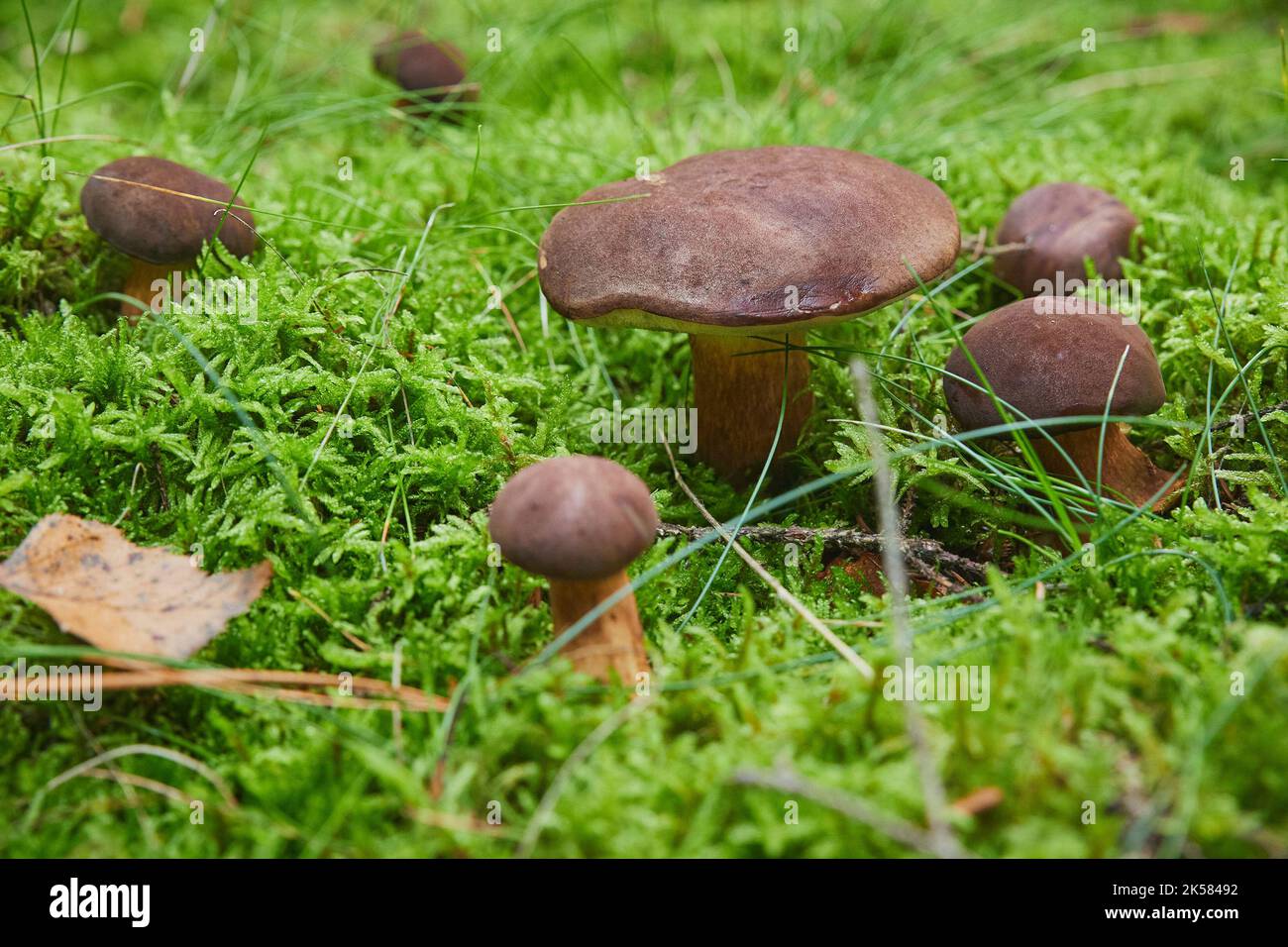 Belle famille de champignons porcini dans la forêt Banque D'Images