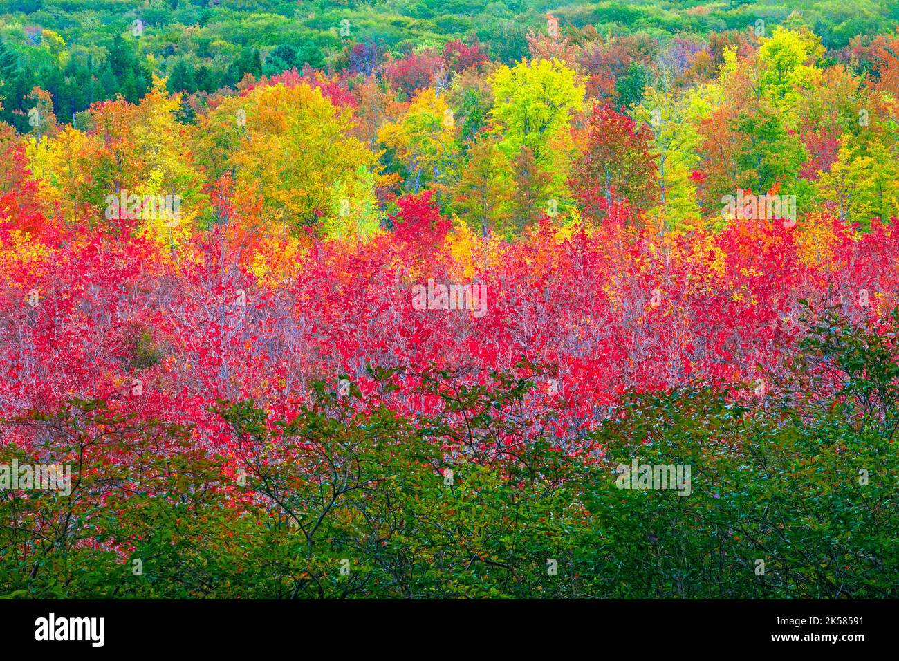 Snow Shanty Run, un étang de castors, dans la forêt de l'État du Delaware en Pennsylvanie, aux couleurs de l'automne. Banque D'Images