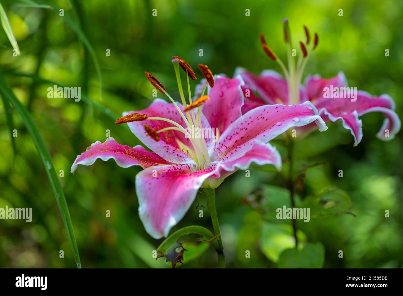 Le lys Stargazer fleurit en gros plan avec un arrière-plan flou. Hybride Lilium Oriental. Banque D'Images