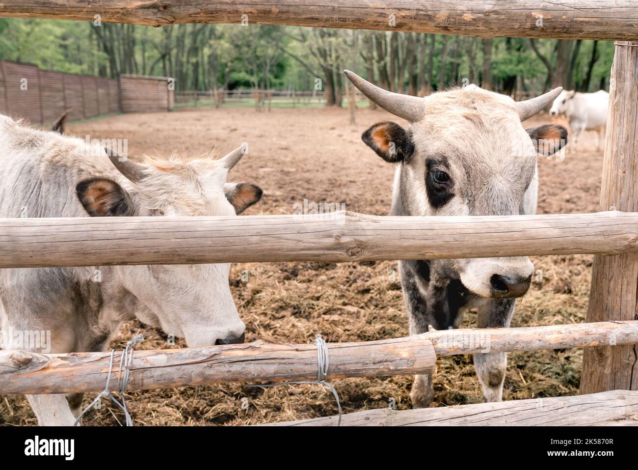 Gros plan vaches blanches avec des taches noires derrière une clôture en bois sur une ferme en plein air. Agriculture et industrie laitière. Banque D'Images