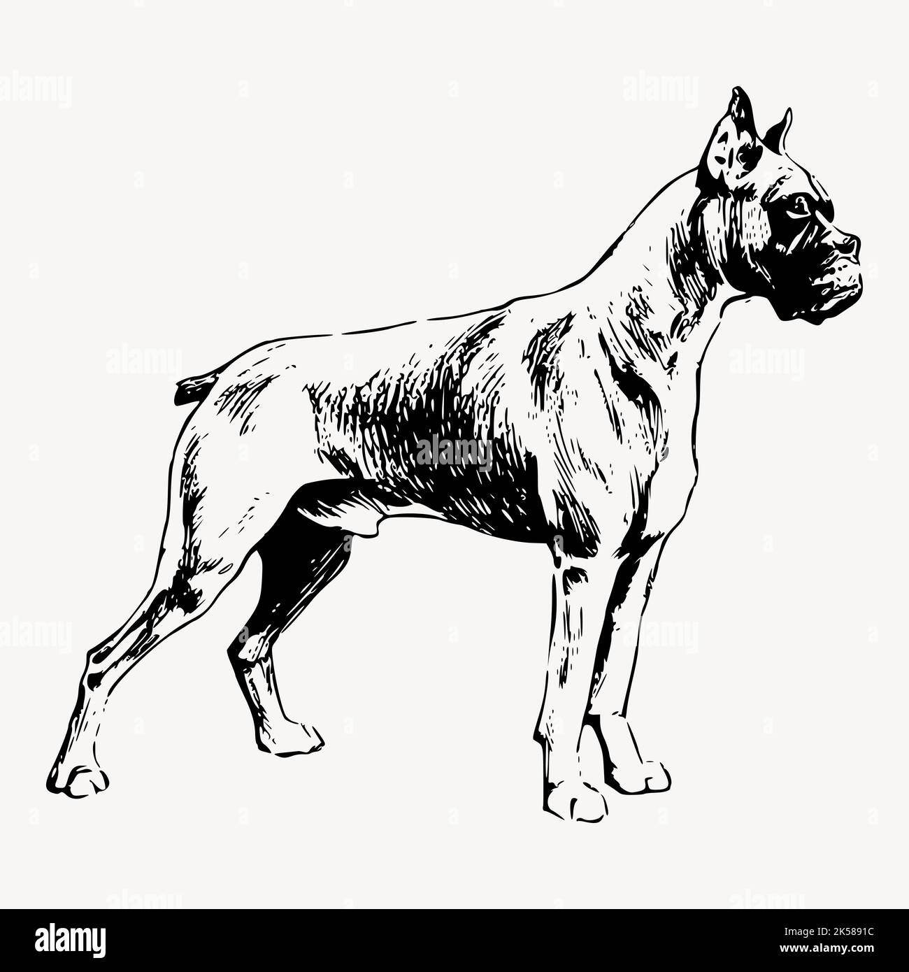 Dessin de chien boxer clipart, vecteur d'illustration vintage. Illustration de Vecteur
