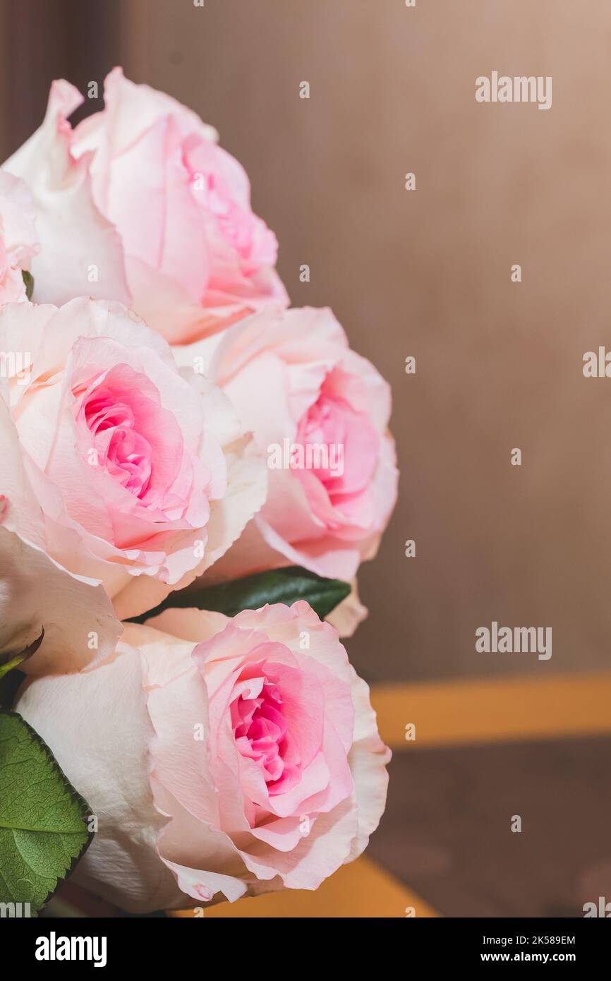 Rose blanc Rose O'hara. Un bouquet de roses roses roses. Cadeau pour la Saint-Valentin.branche de roses sur fond flou. Vacances, carte de vœux. Espace de copie Banque D'Images