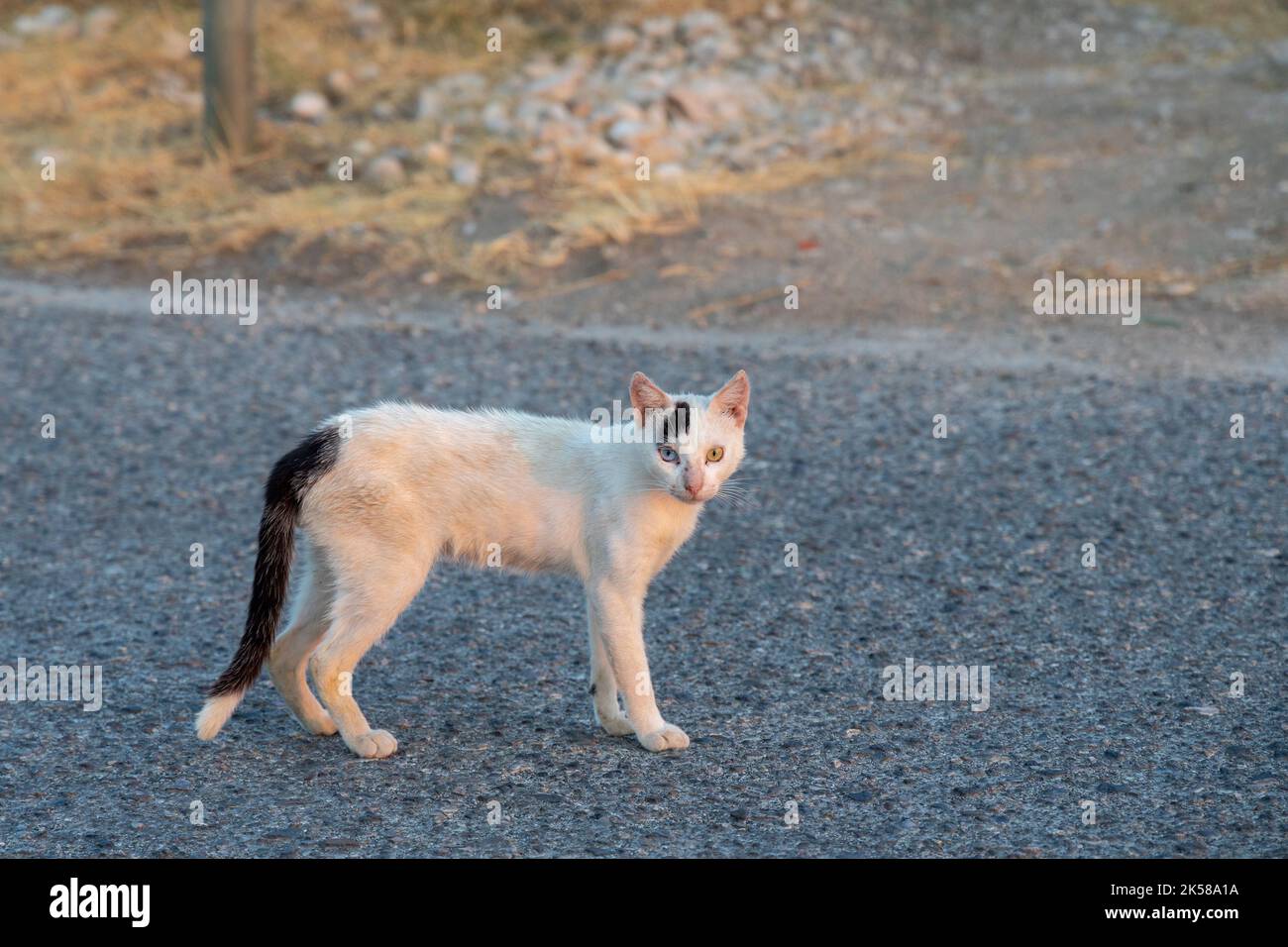 Cat sur une rue de Rhodes, Grèce, Europe. Banque D'Images