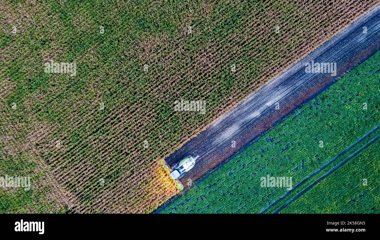 Vol avec vue aérienne sur les moissonneuses-batteuses qui récolte du maïs sec dans le champ le jour de l'automne, le soir ou le matin. Vue en plan des machines récolteuses travaillant dans le champ de maïs. Récolte, travaux agricoles et agricoles, Agriculture. Photo de haute qualité Banque D'Images