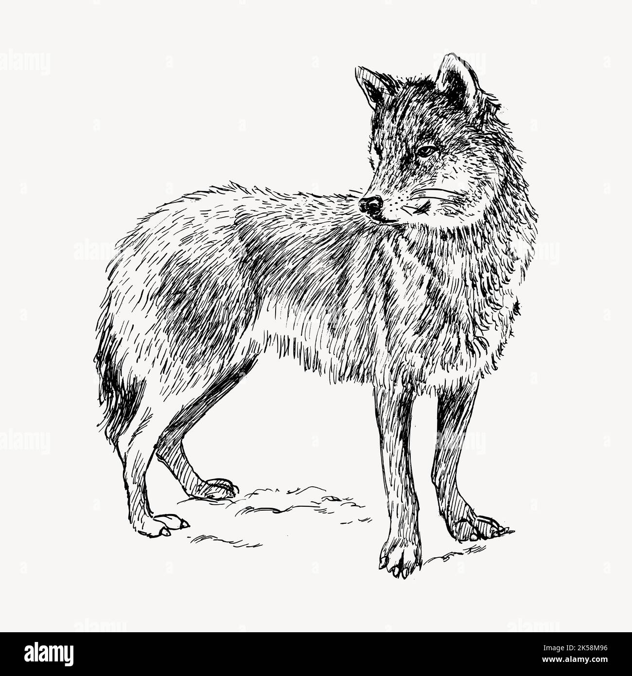 Dessin de loup, vecteur d'illustration d'animaux sauvages vintage. Illustration de Vecteur