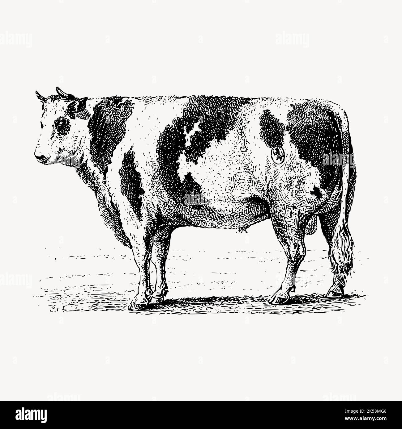 Dessin de vache, vecteur d'illustration d'animal de ferme. Illustration de Vecteur