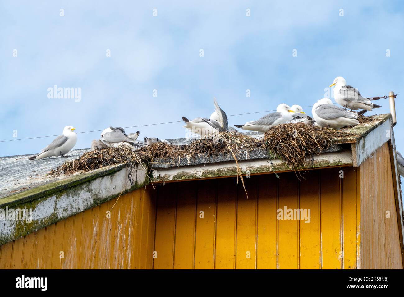 Élevage de mouettes dans une ancienne maison de Namsos, Norvège Banque D'Images