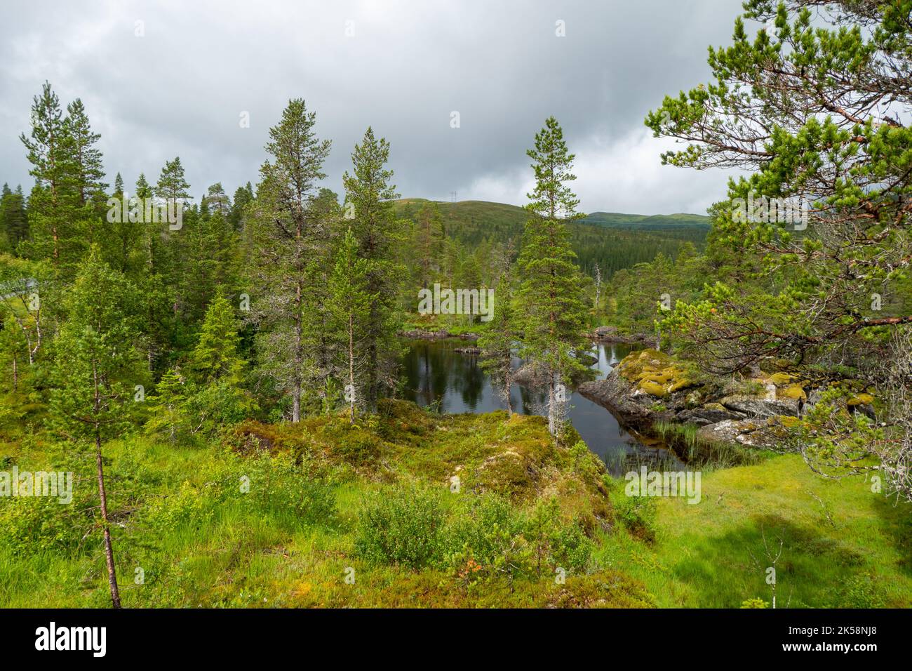 Petit lac en forêt en Norvège Banque D'Images