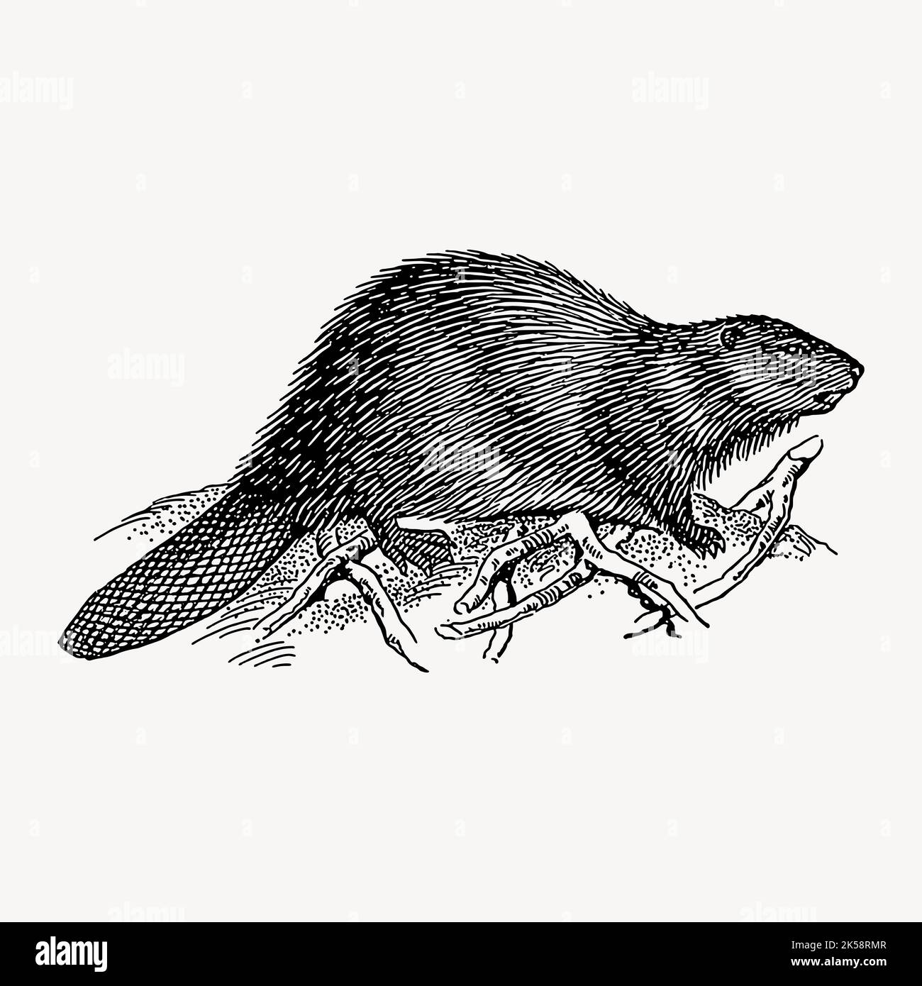 Beaver clipart, vecteur d'illustration animal vintage. Illustration de Vecteur