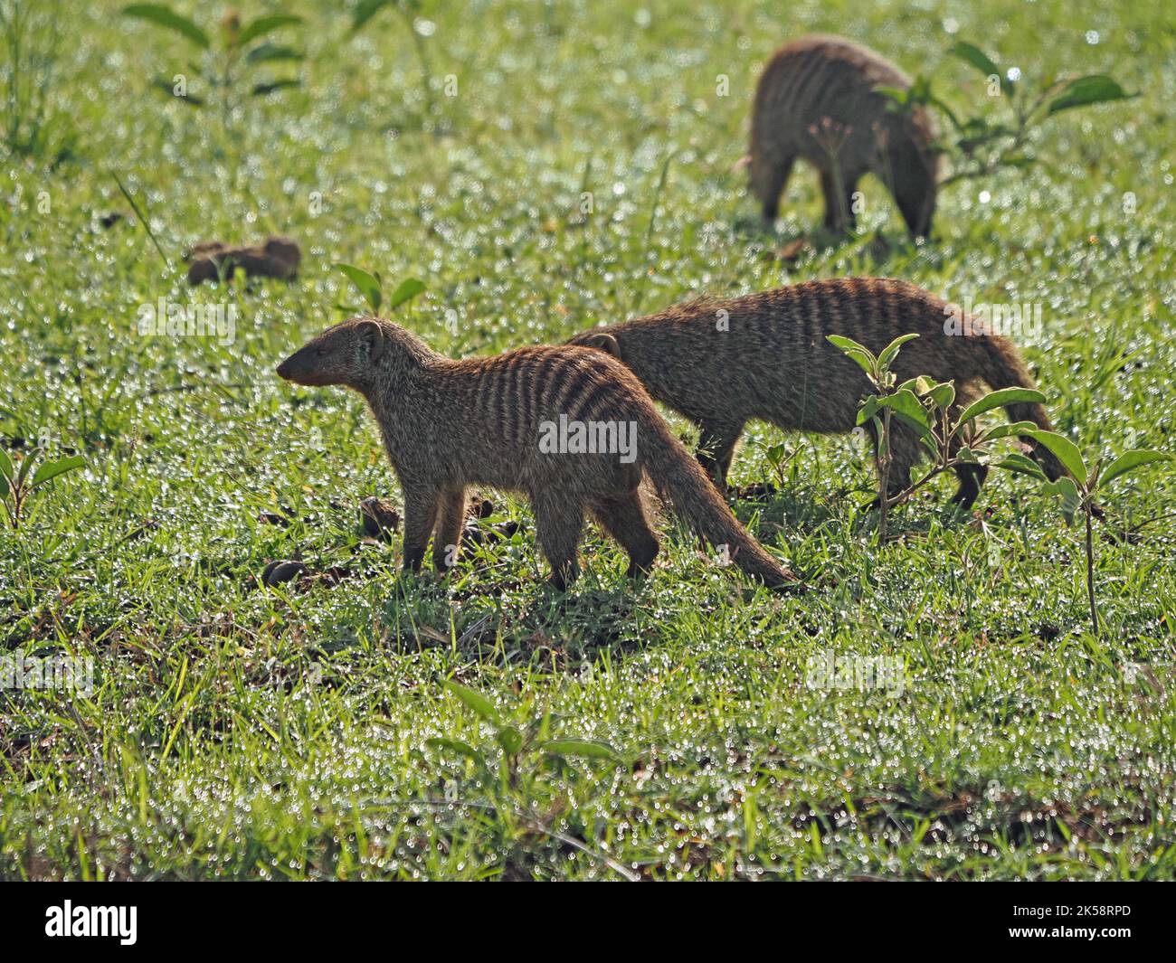 3 Mongoose baguée (Mungos mungo) sur la prairie verte fraîche de Masai Mara Conservancy, Kenya, Afrique Banque D'Images