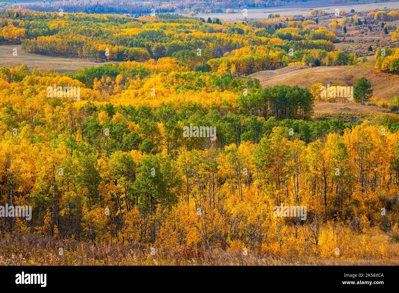 Superbes couleurs automnales des prairies et des paysages forestiers de l'Alberta, près de Calgary et de Banff, dans les Rocheuses canadiennes du Canada. Banque D'Images
