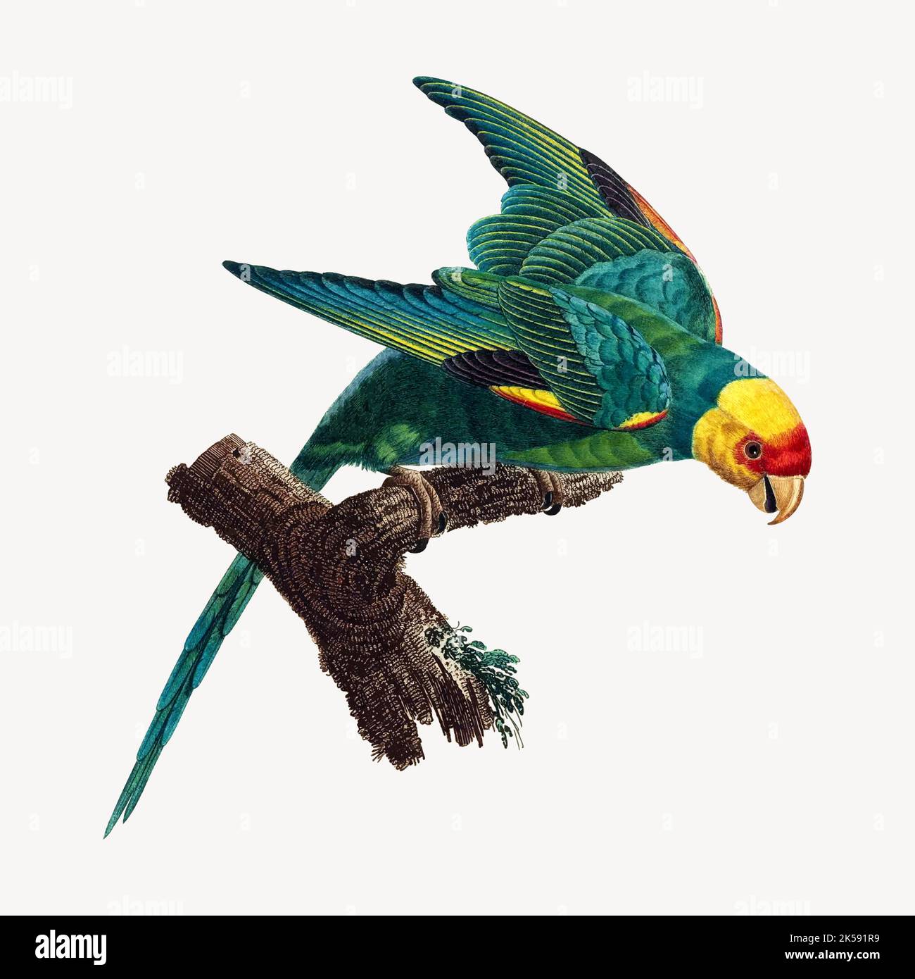 Carolina parakeet oiseau clipart, vintage animal illustration vecteur. Illustration de Vecteur