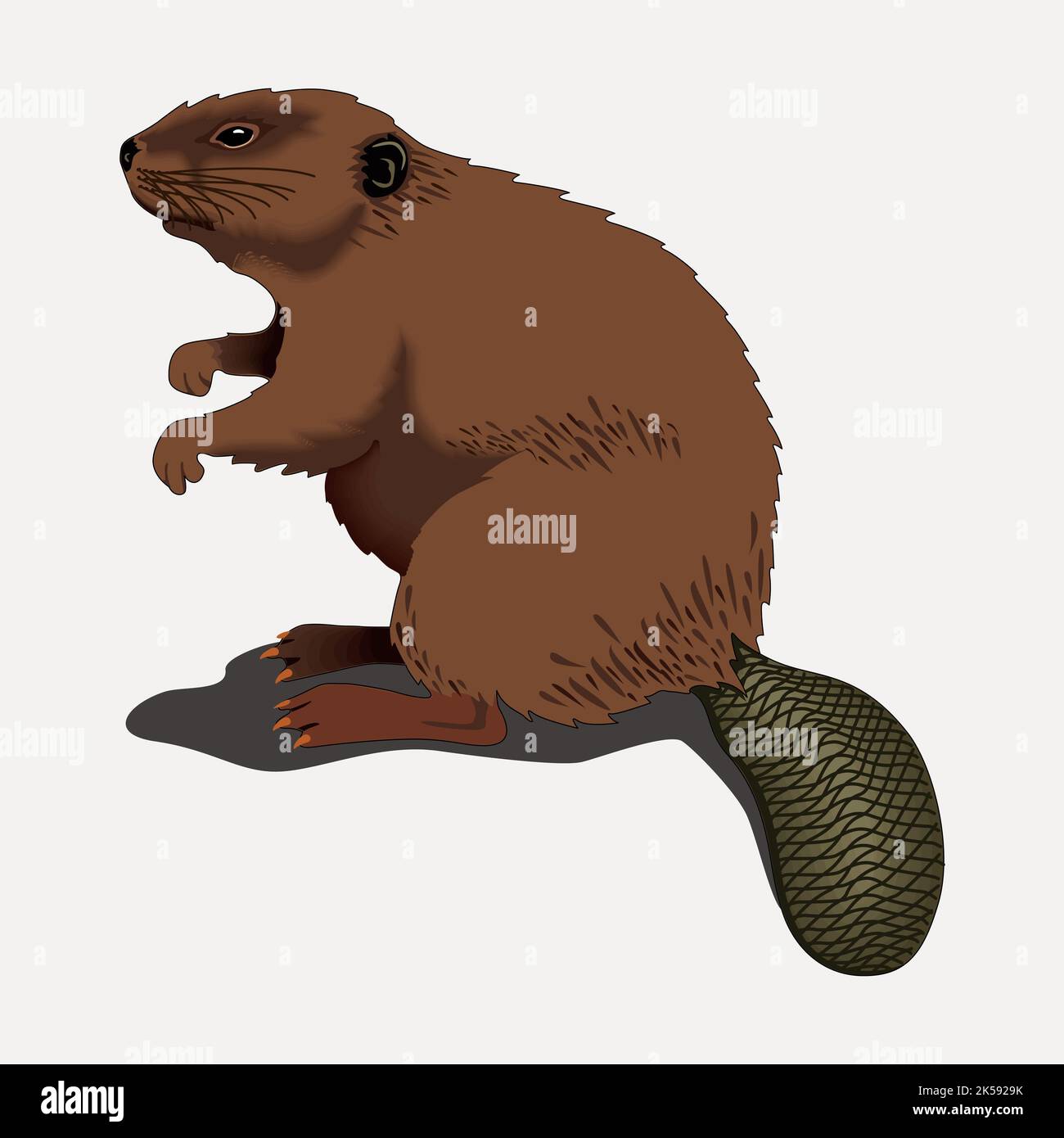 Beaver clipart, vecteur d'illustration animal. Illustration de Vecteur