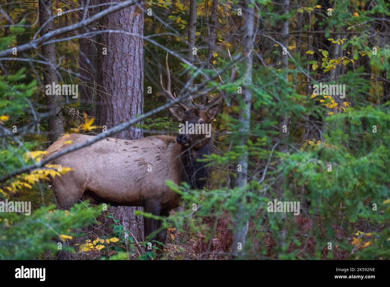 Bull Elk à Clam Lake, Wisconsin. Banque D'Images