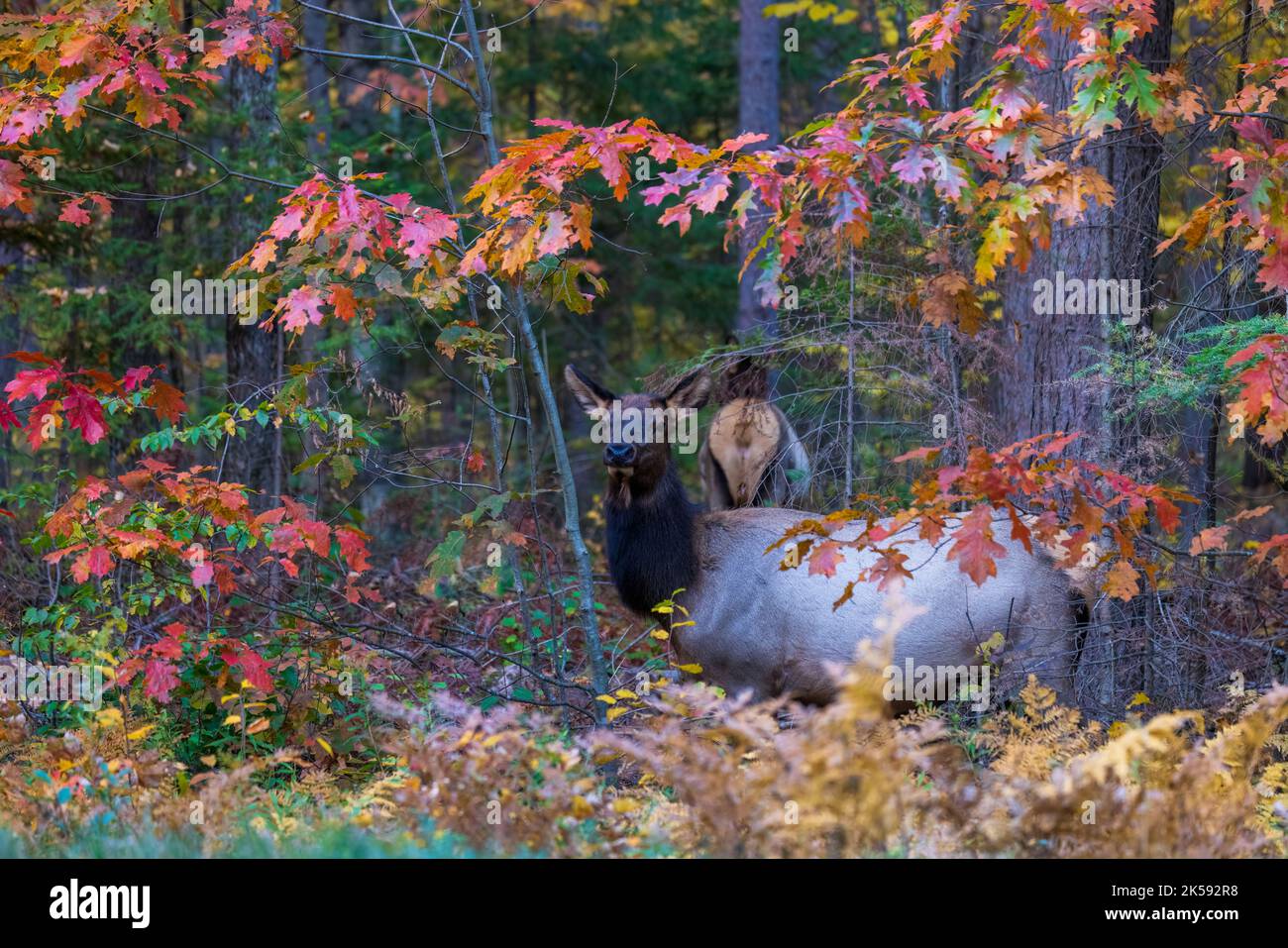 Wapiti de vache dans la forêt nationale de Chequamegon-Nicolet à Clam Lake, Wisconsin. Banque D'Images