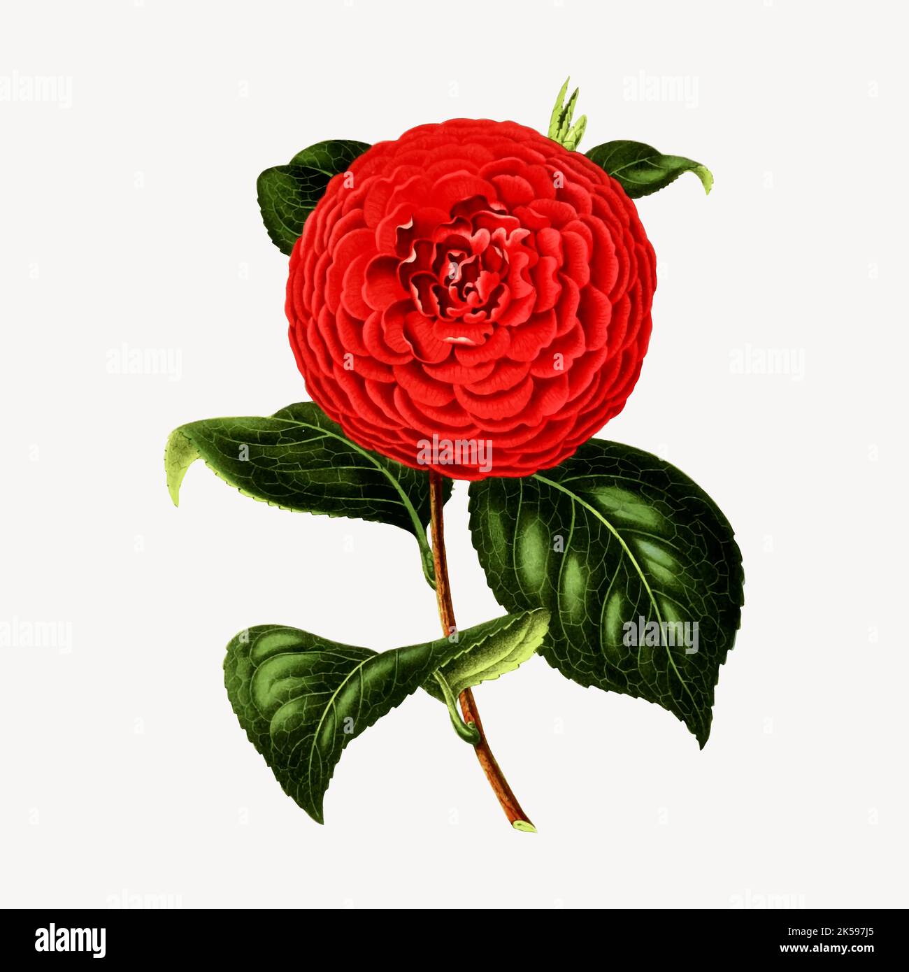 Clipart de fleur de camélia rouge, vecteur d'illustration botanique vintage. Illustration de Vecteur
