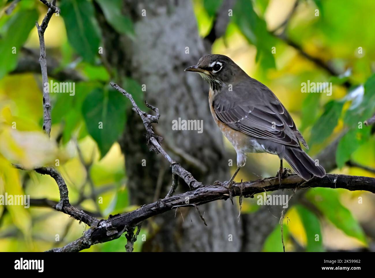 Un Robin américain adulte 'Turdus migratorius', perché sur une branche d'arbre morte en automne. Banque D'Images
