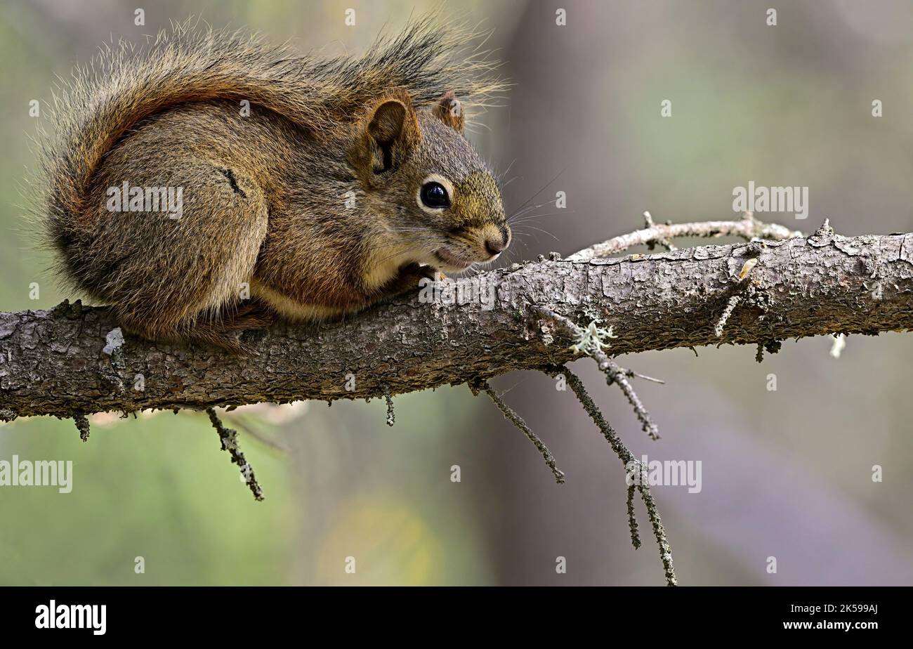 Un écureuil roux 'Tamiasciurus hudsonicus', reposant sur une branche d'épinette dans son habitat forestier dans les régions rurales de l'Alberta, au Canada Banque D'Images