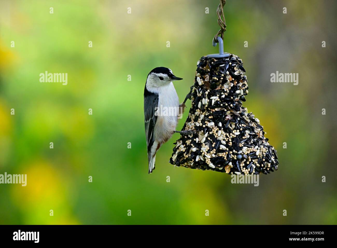 Un oiseau de Nuthatch à poitrine blanche, 'sitta carolinensis', se nourrissant d'un mangeoire à suet suspendu dans les régions rurales du Canada de l'Alberta. Banque D'Images