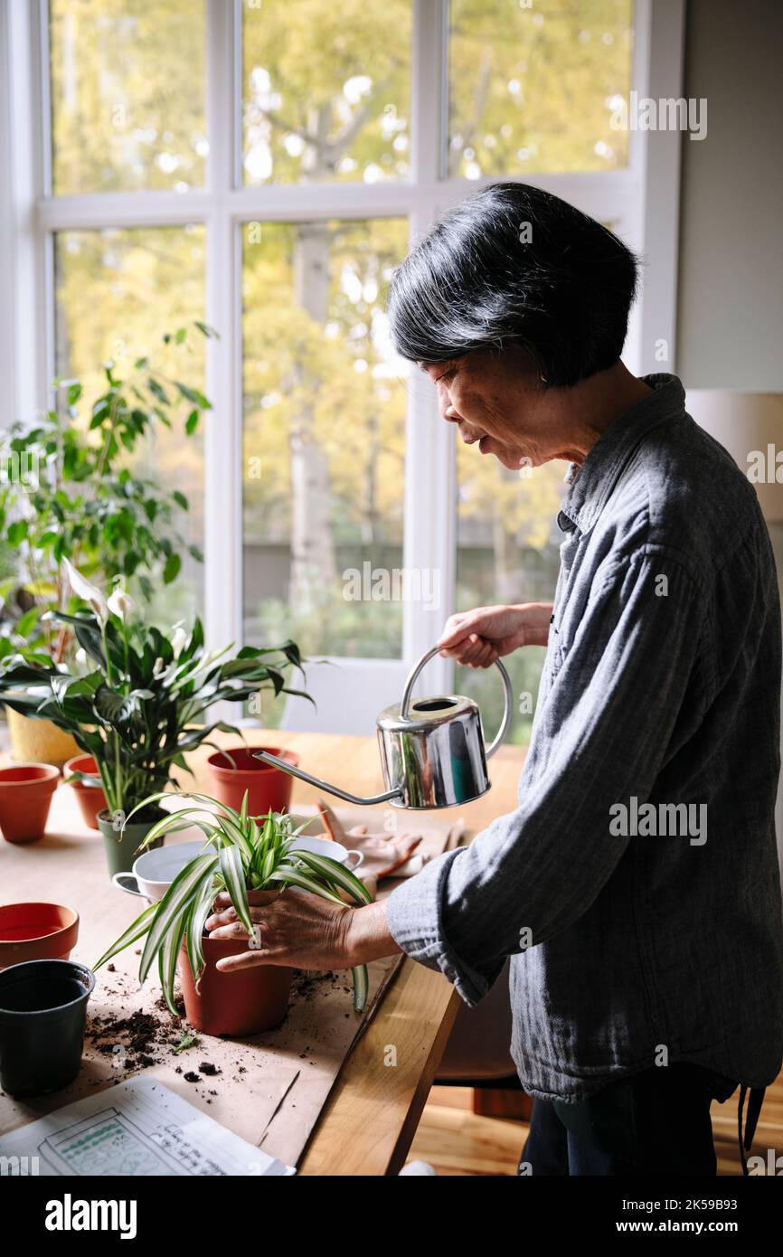 Femme sénior rempotage de plantes de maison Banque D'Images