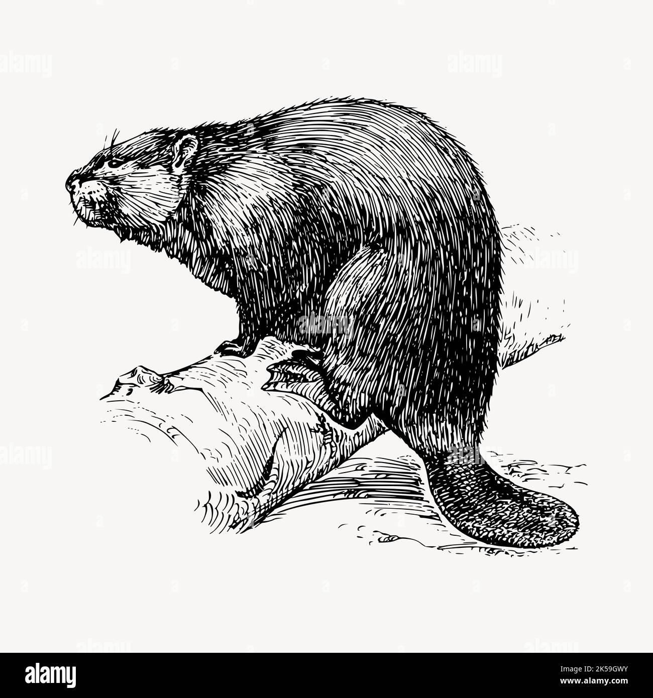 Vecteur clipart d'illustration Beaver. Illustration de Vecteur