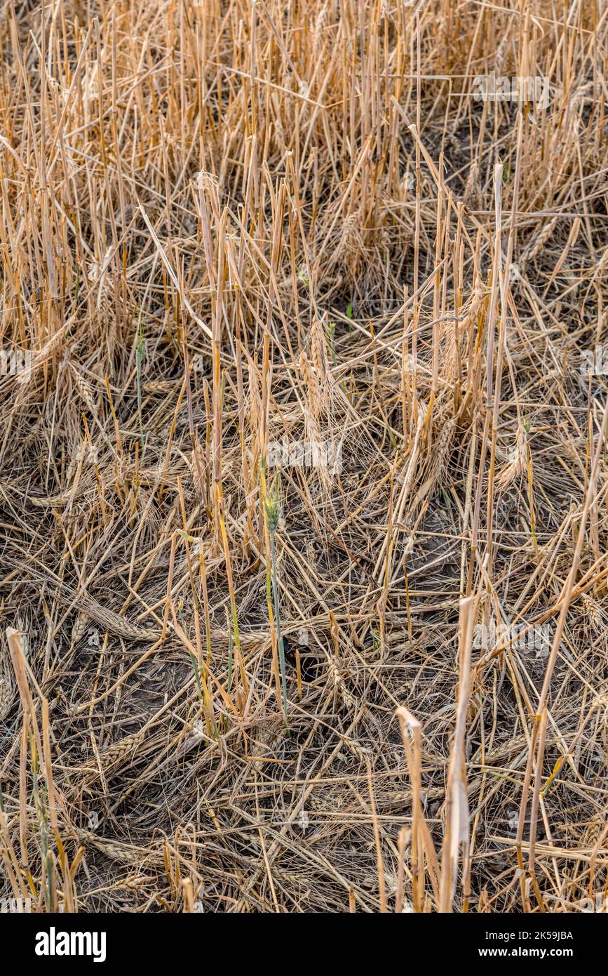 La dévastation de grêle a été causée dans un champ de blé des Prairies près de Stewart Valley, en Saskatchewan Banque D'Images