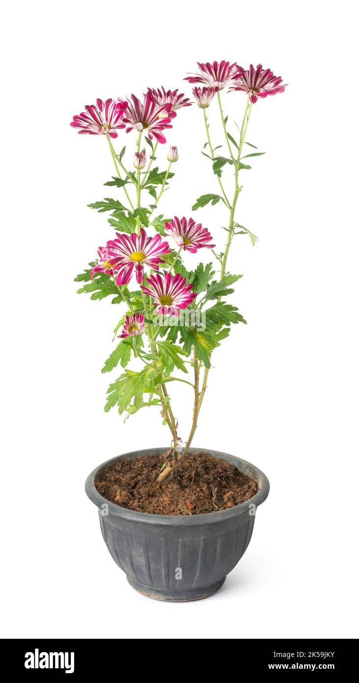 la plante de chrysanthème avec des fleurs roses et blanches pousse dans une marmite noire, des mums colorés ou des chrysanths plante à fleurs isolée sur fond blanc Banque D'Images