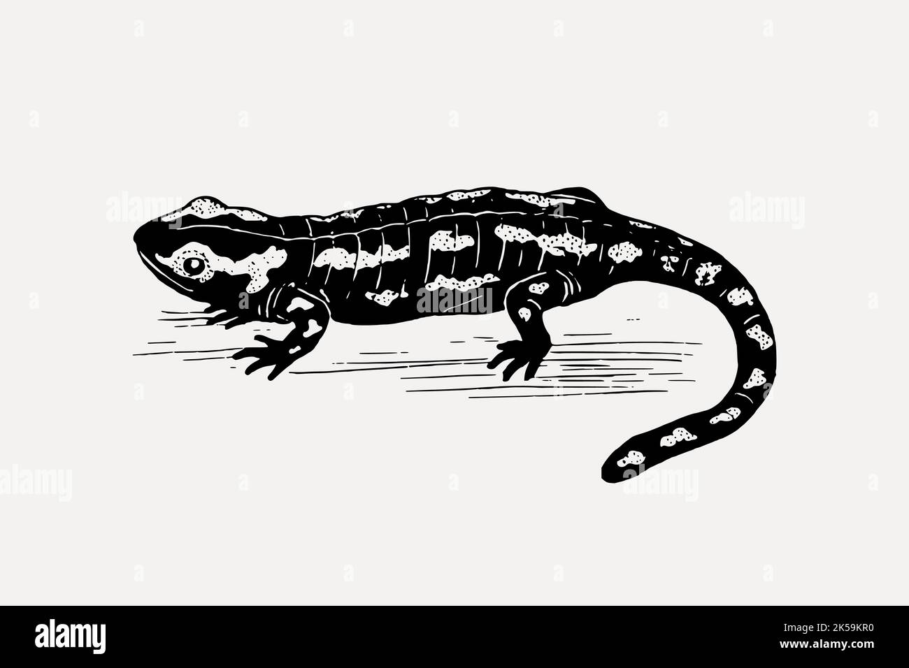 Dessin Salamander, vecteur d'illustration animal vintage. Illustration de Vecteur