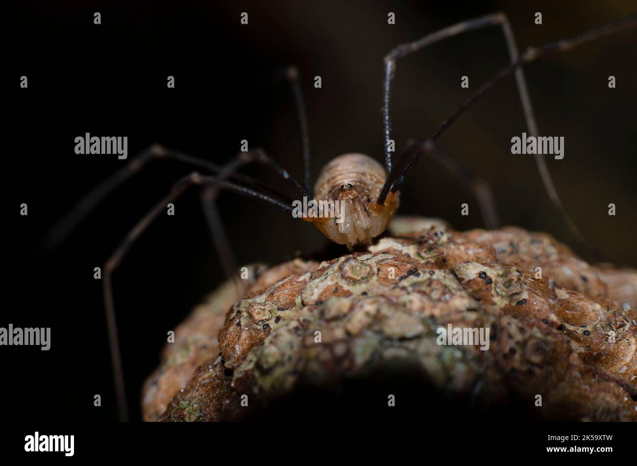 Spider harvestman Banque D'Images