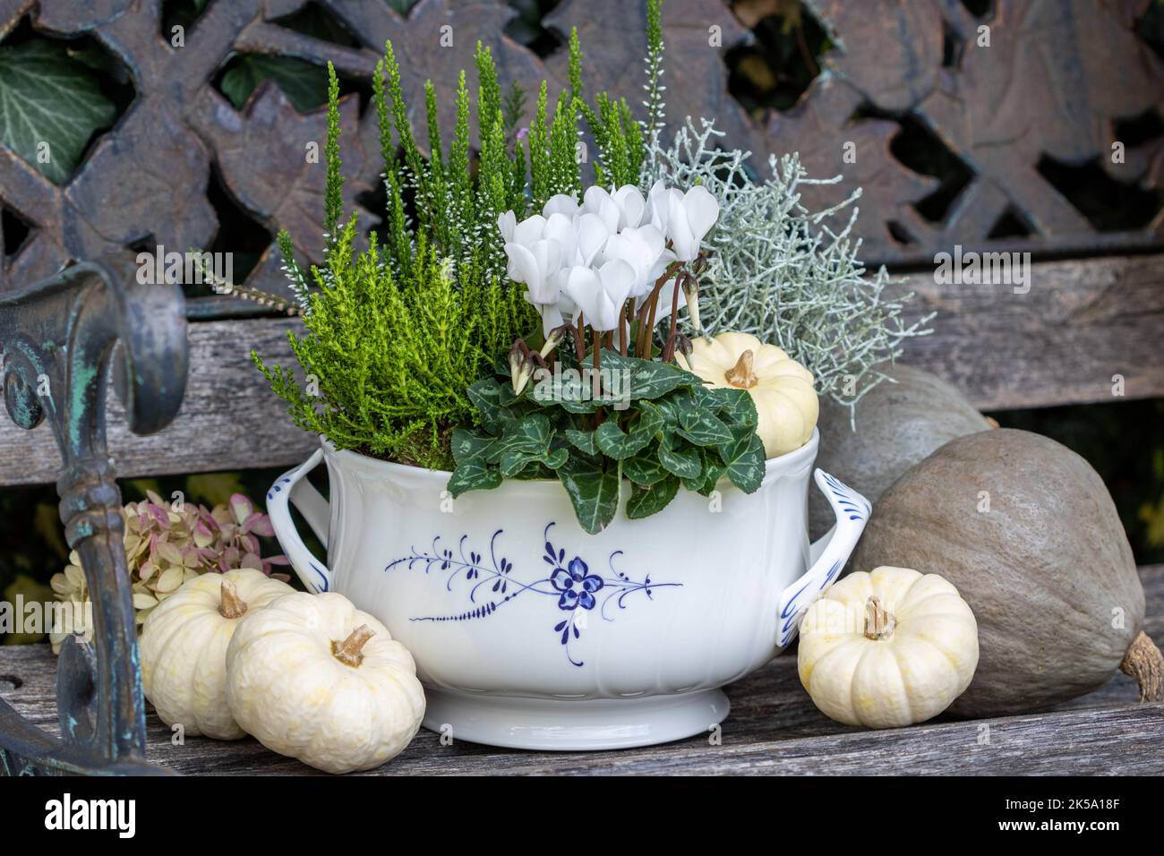 cyclamen blanc, plante barbelée, arbuste veronica et bruyère dans une soupe reen comme arrangement floral d'automne Banque D'Images