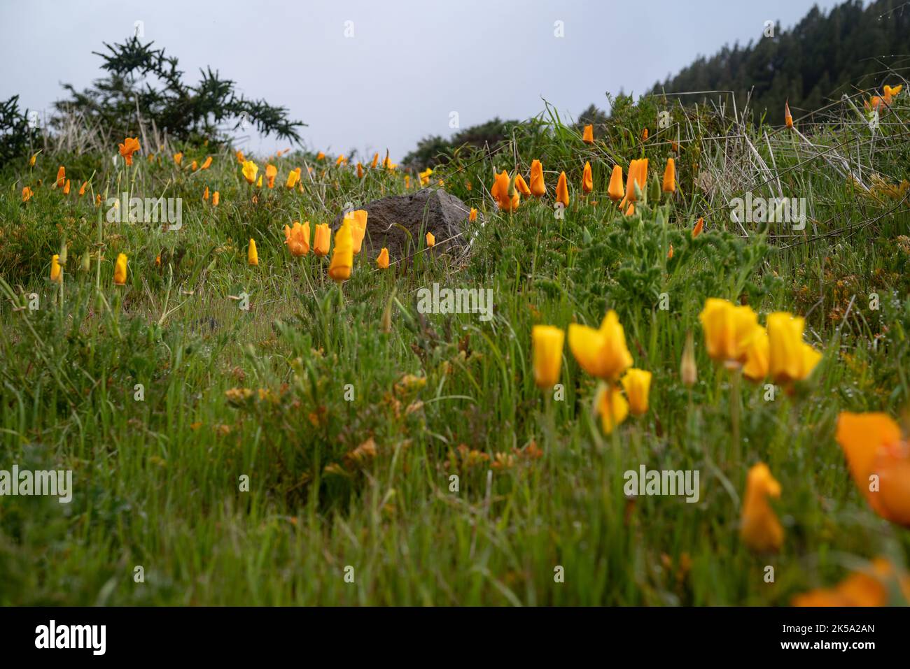 Fleurs de pavot californiennes floues au premier plan et en arrière-plan Banque D'Images