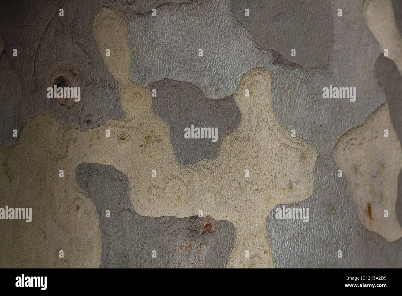 Arrière-plan de texture d'écorce d'arbre de plan. Texture abstraite de l'écorce. Banque D'Images