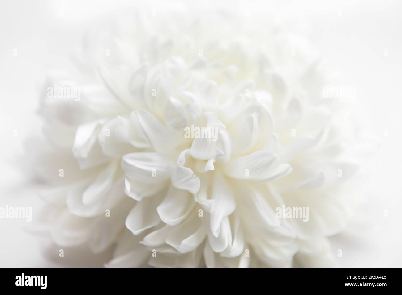 Fleur blanche sur fond blanc, macro de la texture des pétales blancs. Image douce Banque D'Images