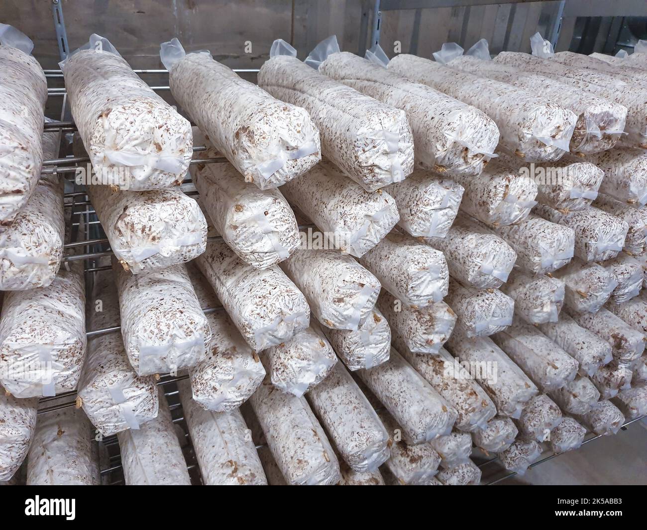 Champignons shiitake cultivés dans une ferme verticale de champignons poussant sur substrat. Banque D'Images