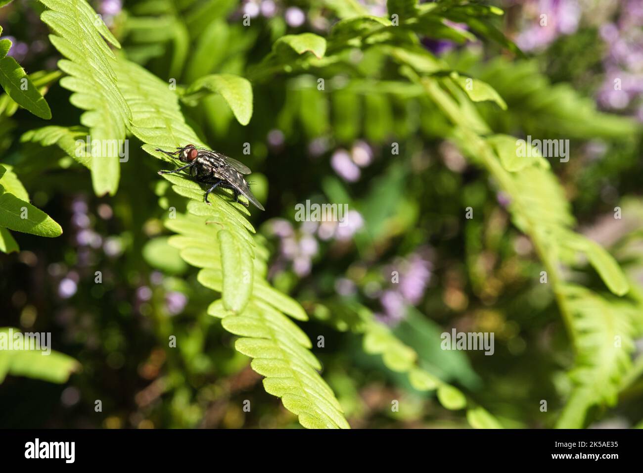 La chair vole sur une feuille verte avec lumière et ombre. Pattes poilues en noir et gris. Alimentation des insectes. Prise de vue macro d'un vol Banque D'Images