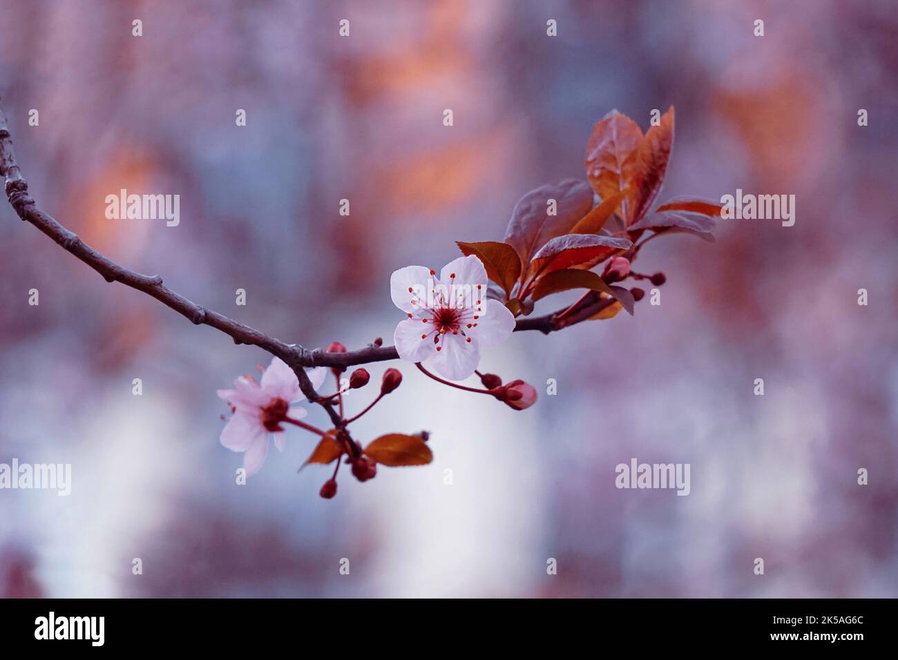 belle fleur de cerisier au printemps Banque D'Images