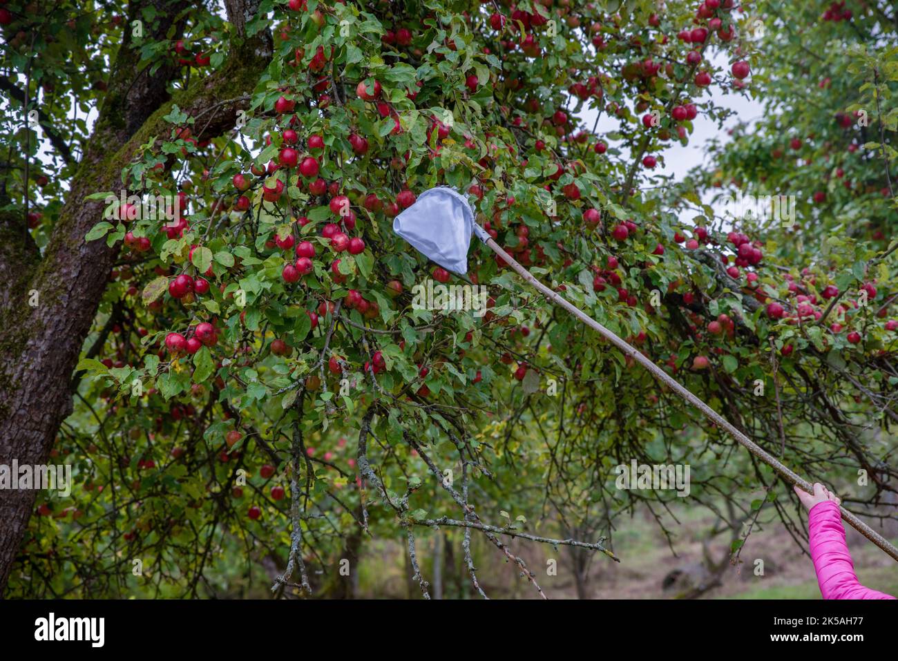 Kamionek Wielki, Pologne. 02nd octobre 2022. L'enfant a vu la cueillette de pommes pendant l'événement. Une campagne pour collecter des pommes par elles-mêmes dans un verger centenaire afin de recueillir des fonds pour la rénovation d'une maison à arcades datant de 18th ans située dans le nord de la Pologne. Ces maisons appartenaient aux propriétaires les plus riches et étaient la fierté de la région. Actuellement, il en reste environ 40. Le propriétaire actuel essaie de sauver la maison en organisant diverses actions et en invitant les gens à la maison et au verger. Crédit : SOPA Images Limited/Alamy Live News Banque D'Images