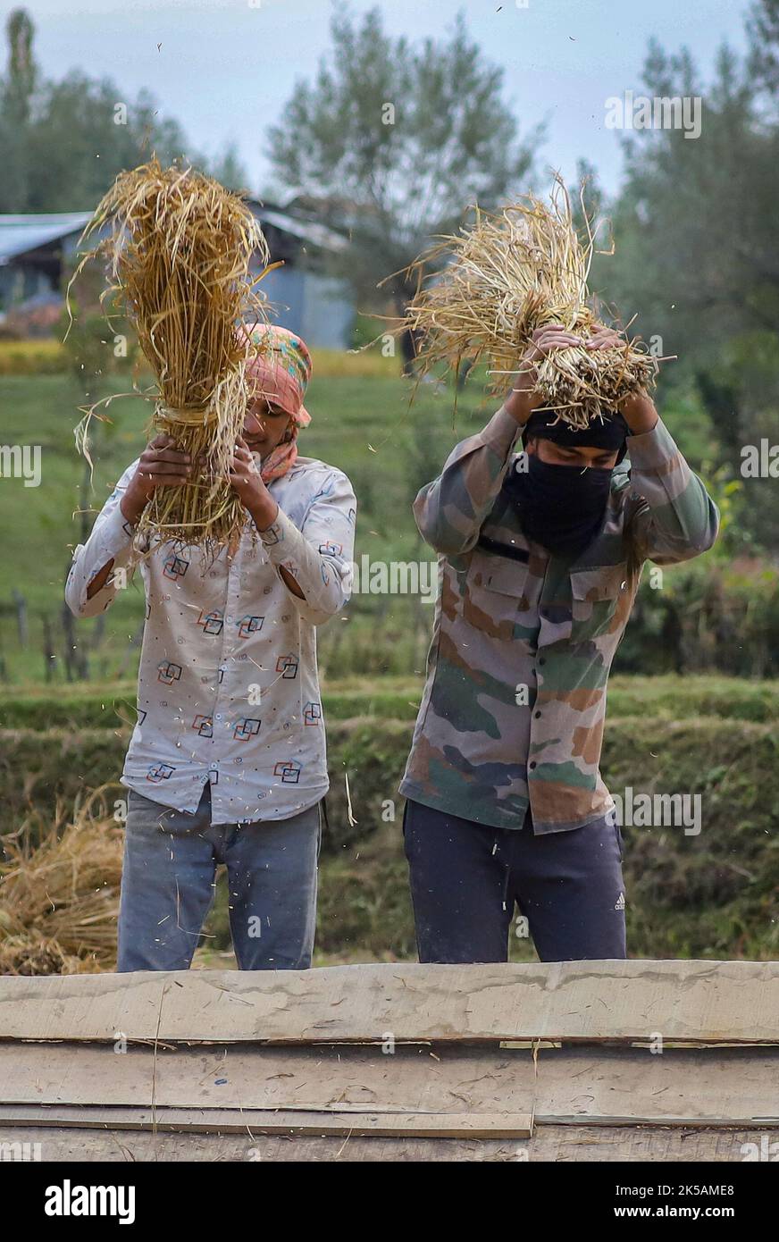 Srinagar, Inde. 29th septembre 2022. Les agriculteurs de Kashmiri ont vu battre du paddy dans un champ pendant la campagne de récolte du paddy dans le district de Budgam, au sud-ouest de Srinagar. Le paddy est la culture la plus répandue au Jammu-et-Cachemire et il a une vaste gamme de culture. Il a semé au mois de juin et est récolté en septembre-octobre. Le paddy est récolté sur environ 1,40 000 hectares lakh, ce qui représente 28 pour cent de la superficie agricole totale du Cachemire. L'automne marque la période de récolte traditionnelle au Cachemire. (Photo de Faisal Bashir/SOPA Images/Sipa USA) crédit: SIPA USA/Alay Live News Banque D'Images