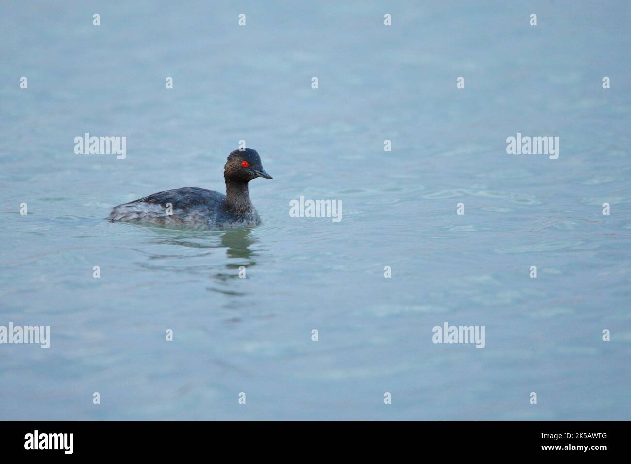 Grèbe à col noir (Podiceps nigricollis) flottant sur les eaux bleues calmes des lagunes salées de San Pedro del Pinatar, Murcie, Espagne. Banque D'Images