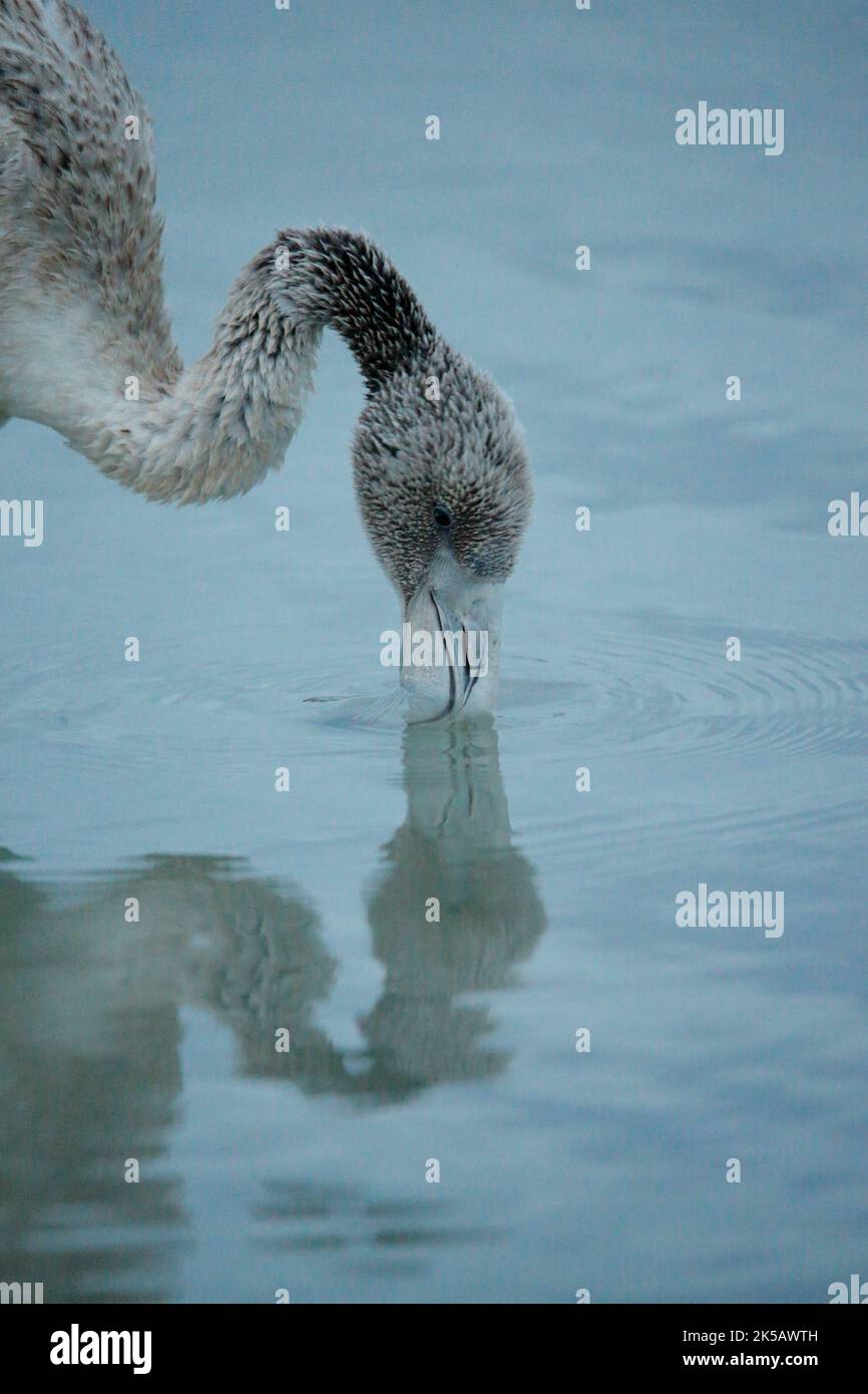 Le flamant rose juvénile se nourrit dans les eaux peu profondes des lagunes salées de San Pedro del Pinatar, Murcie, Espagne. La réflexion sur l'eau calme. Banque D'Images