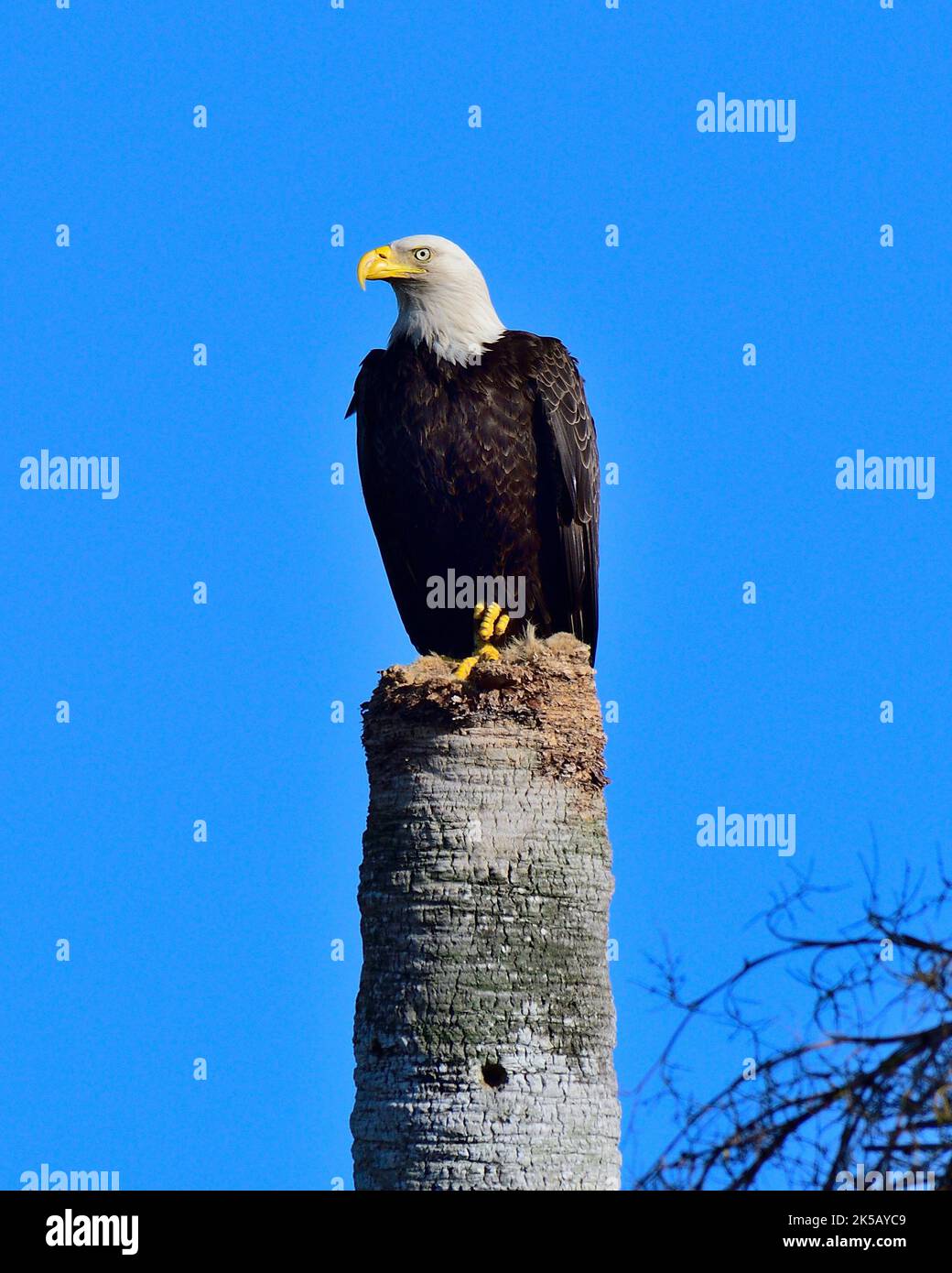 Un cliché vertical d'un aigle à tête blanche sur l'écorce contre le ciel bleu Banque D'Images