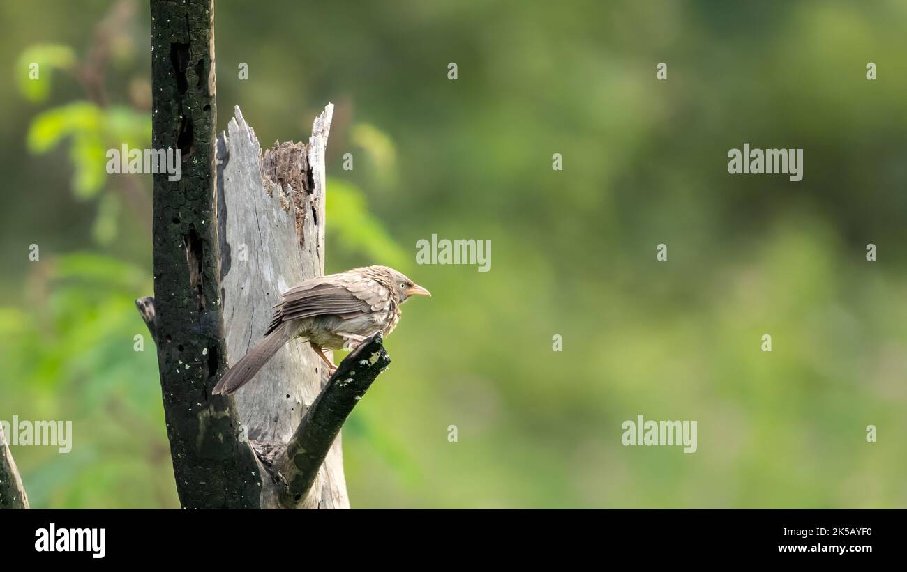 Un gros plan d'une gardienne de la jungle sur une branche Banque D'Images