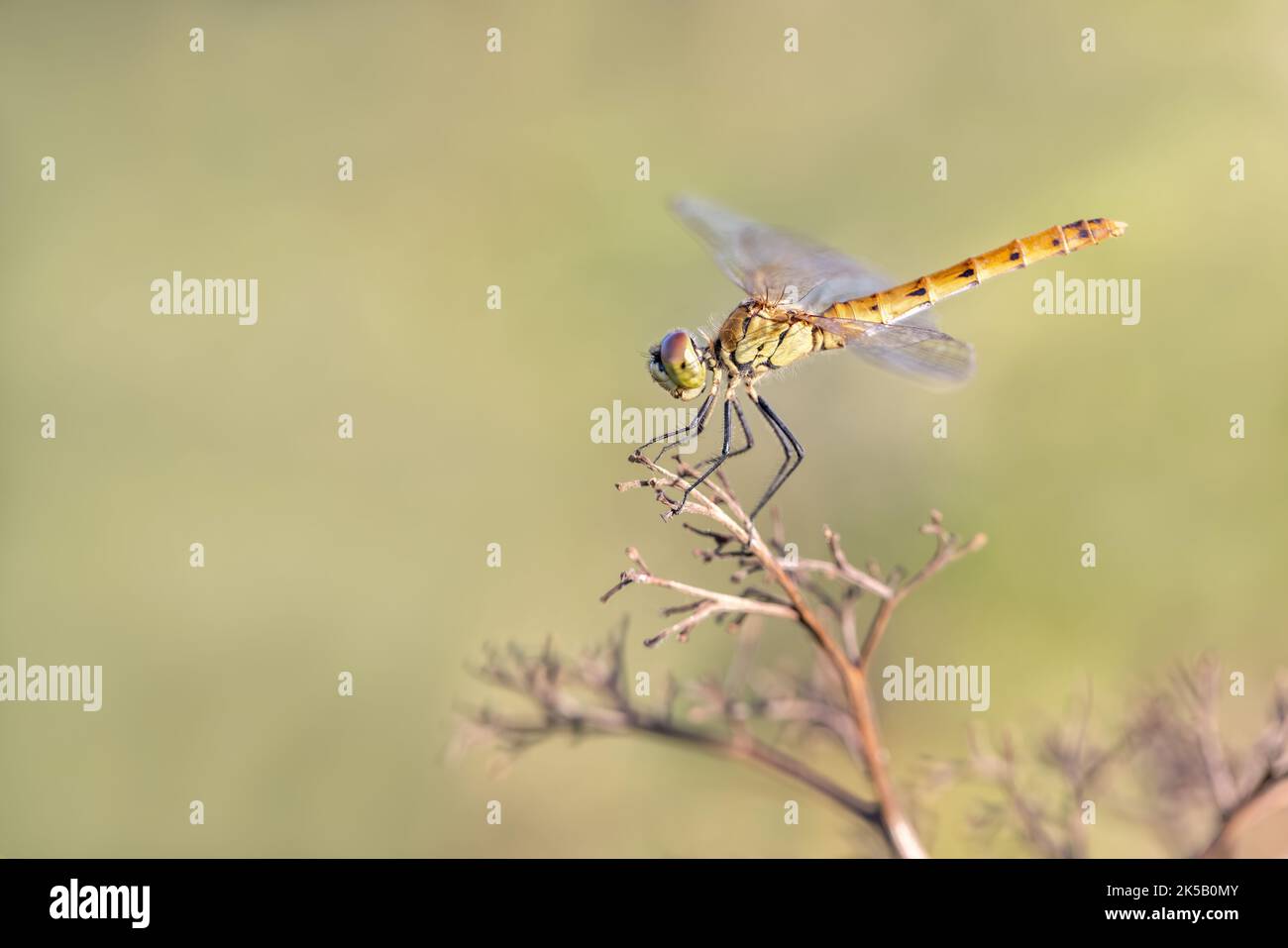 Gros plan d'une libellule à pois et à pois, qui se fixe sur une branche sans feuilles sur un fond vert flou Banque D'Images