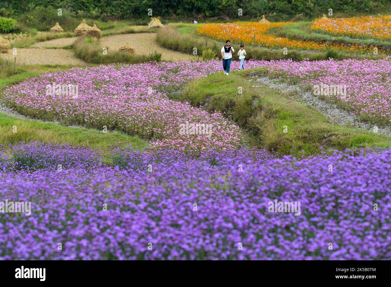 Guiyang, province chinoise de Guizhou. 6th octobre 2022. Les touristes visitent un champ de fleurs à une base agricole complète dans le canton de Qiantao, district de Huaxi, Guiyang, province de Guizhou, dans le sud-ouest de la Chine, le 6 octobre 2022. De grands efforts ont été faits ces dernières années pour développer le tourisme agricole dans le district de Huaxi de Guiyang. Dans le cadre de la campagne de vitalisation rurale, les autorités ont travaillé à améliorer les infrastructures pour le tourisme rural tout en encourageant les industries ayant des caractéristiques locales. Credit: Yang Wenbin/Xinhua/Alamy Live News Banque D'Images