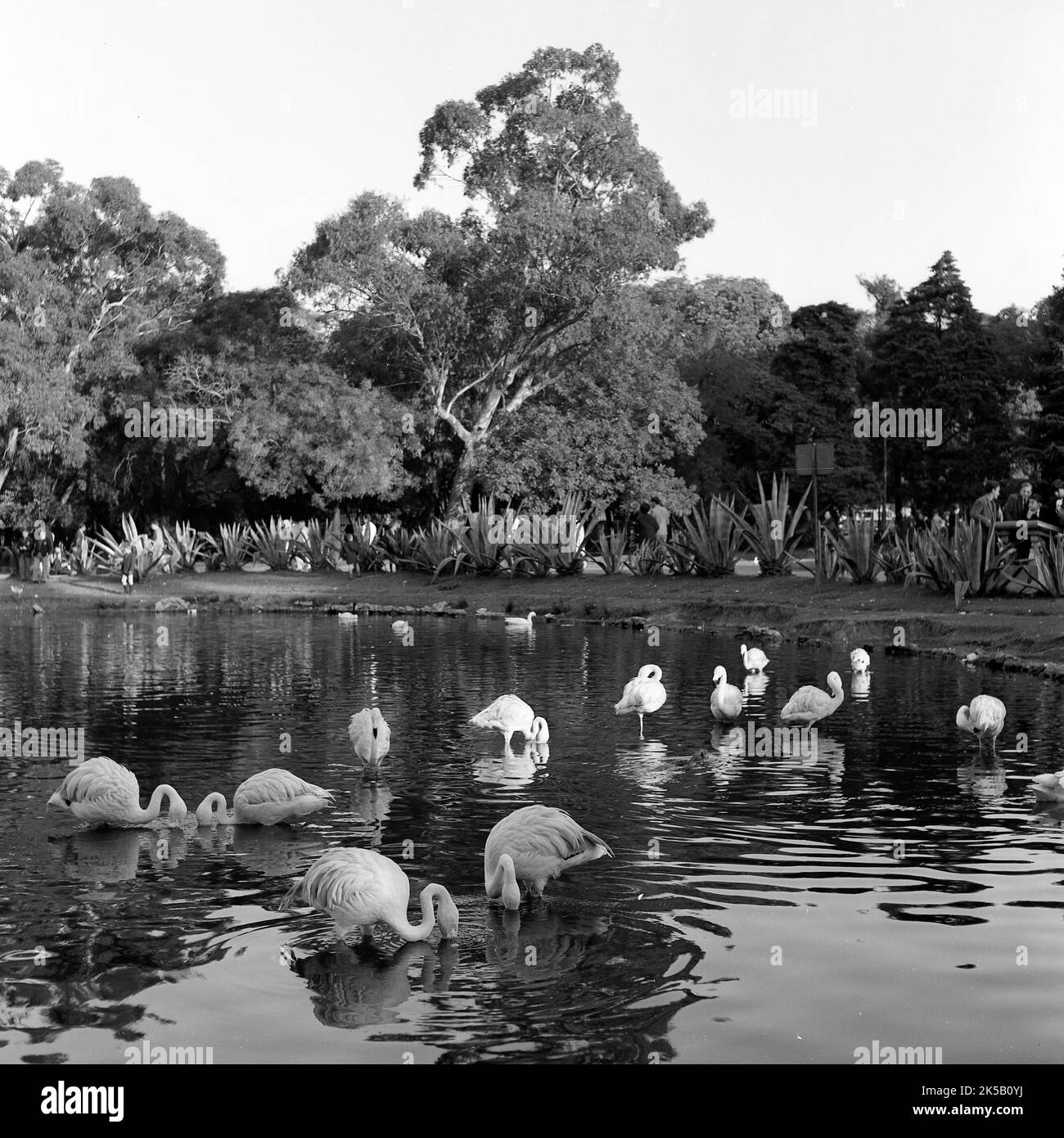 Lac de Palerme avec canards, Buenos Aires, Argentine Banque D'Images