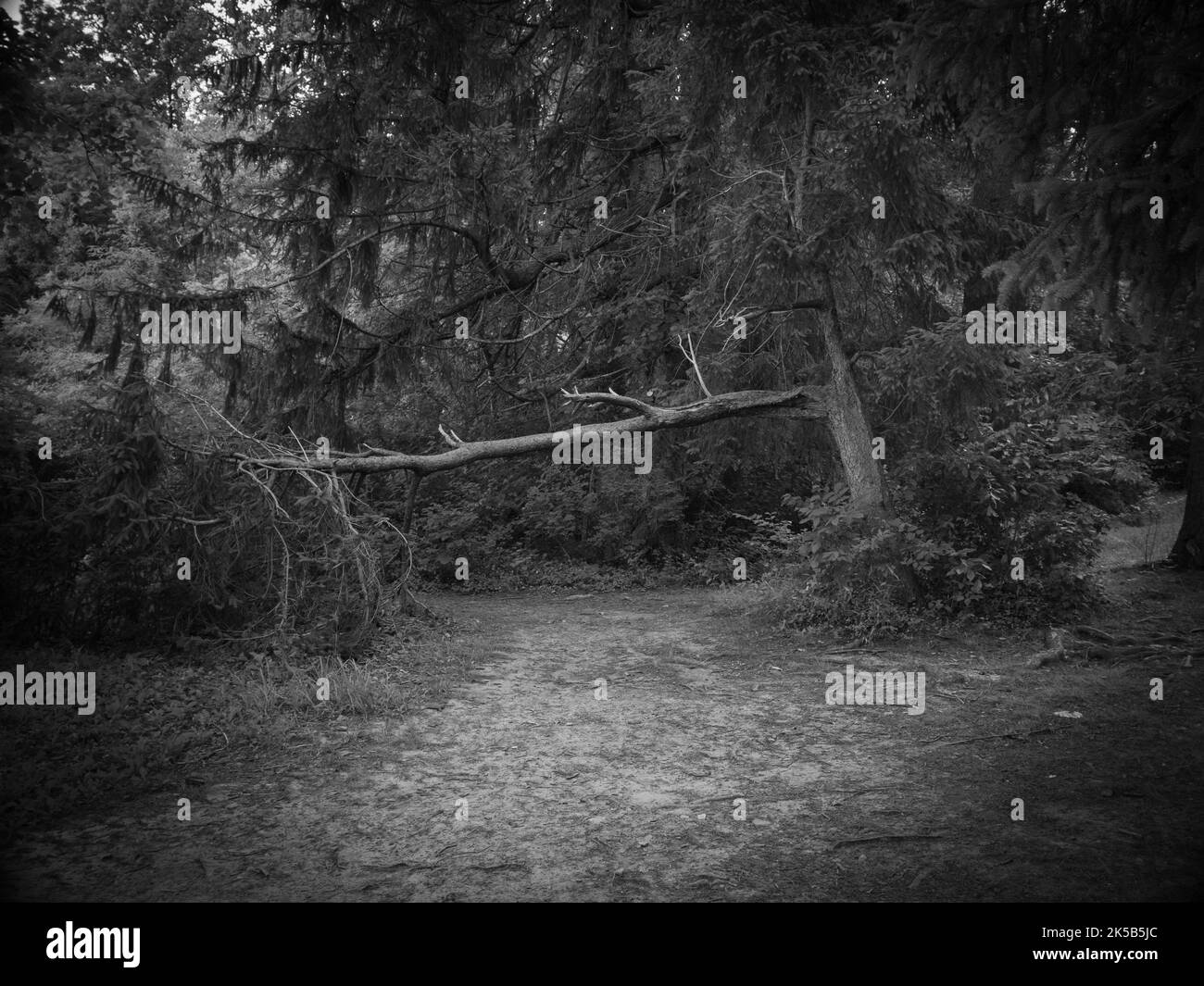 Échelle de gris d'un grand arbre avec une branche brisée dans une forêt Banque D'Images
